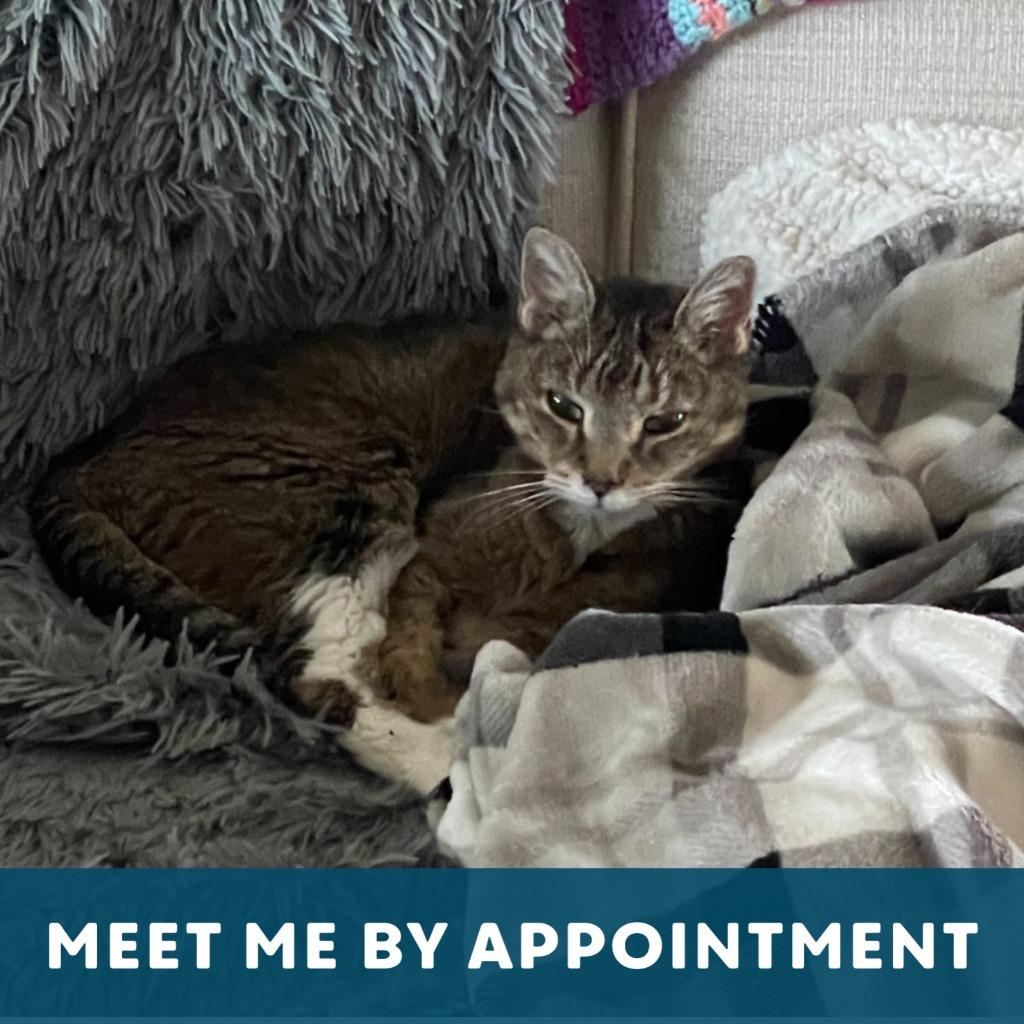 Enlarge Sunny, a Adoptable Domestic Short Hair in State College, PA image 3/6