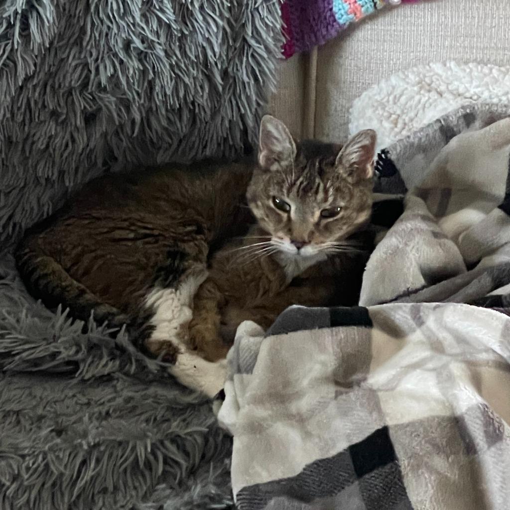 Enlarge Sunny, a Adoptable Domestic Short Hair in State College, PA image 5/6