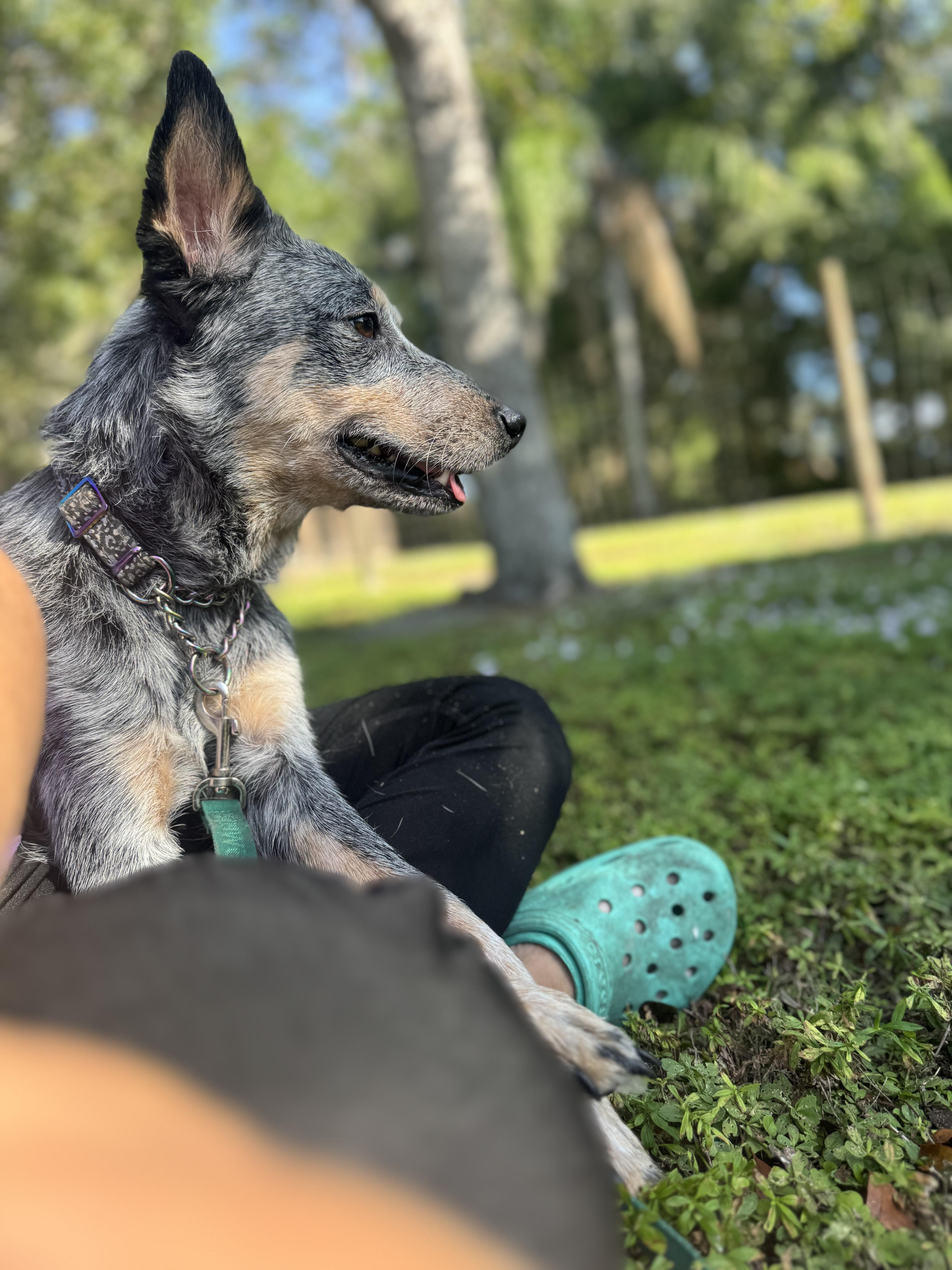 Rose, ADOPTABLE, Adult Female Australian Cattle Dog / Blue Heeler.