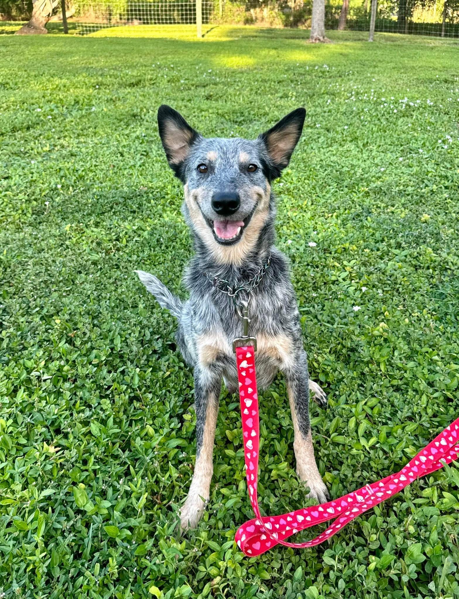 Rose, a ADOPTABLE Australian Cattle Dog / Blue Heeler in Palm City, FL image 2/3