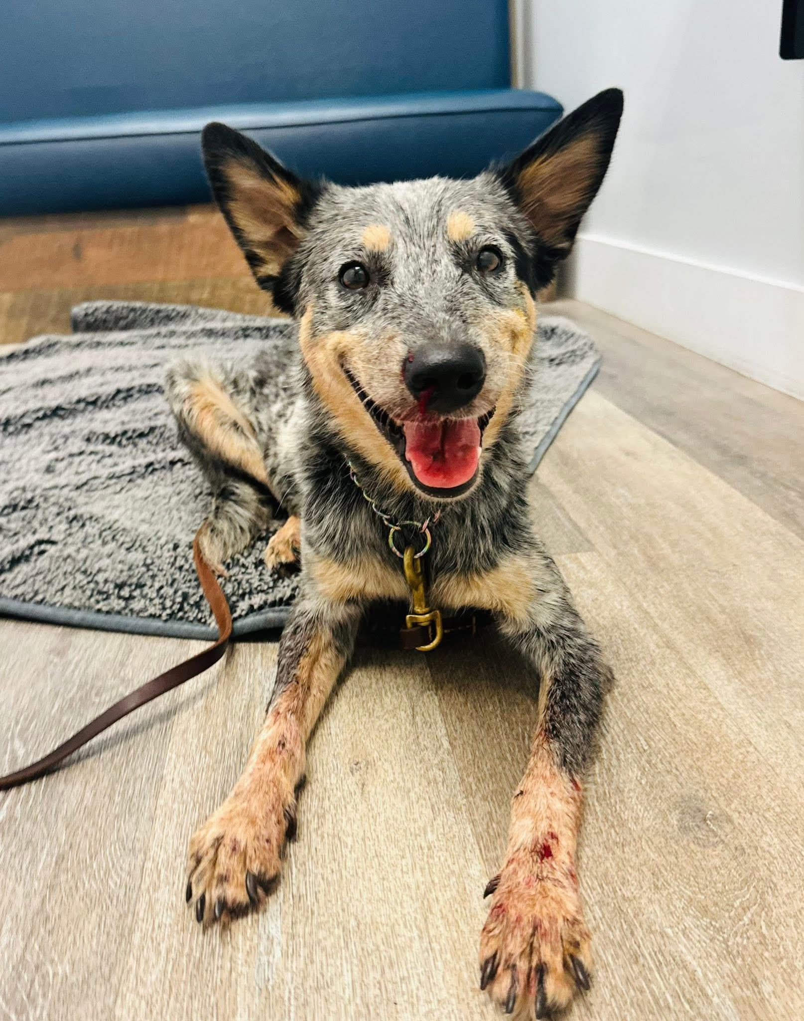 Rose, a ADOPTABLE Australian Cattle Dog / Blue Heeler in Palm City, FL image 3/3