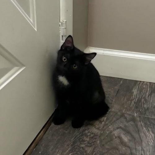 Leafeon, ADOPTABLE, Kitten Female Domestic Short Hair.