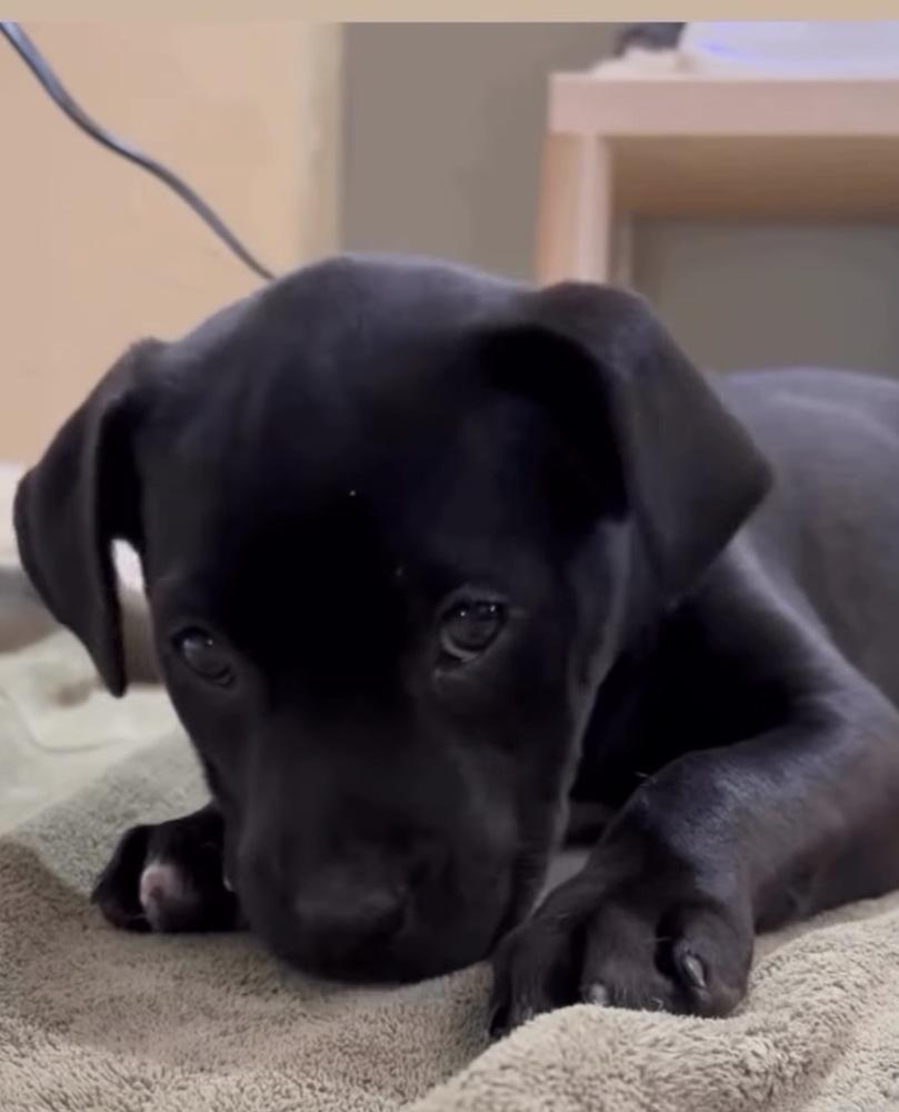 Enlarge Cairns / Udon, a Adopted mixed breed in Broomfield, CO image 1/2