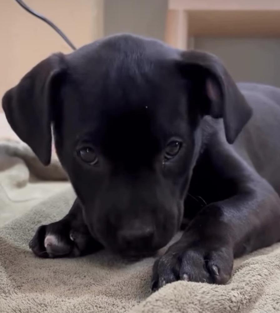 Enlarge Cairns / Udon, a Adopted mixed breed in Broomfield, CO image 2/2