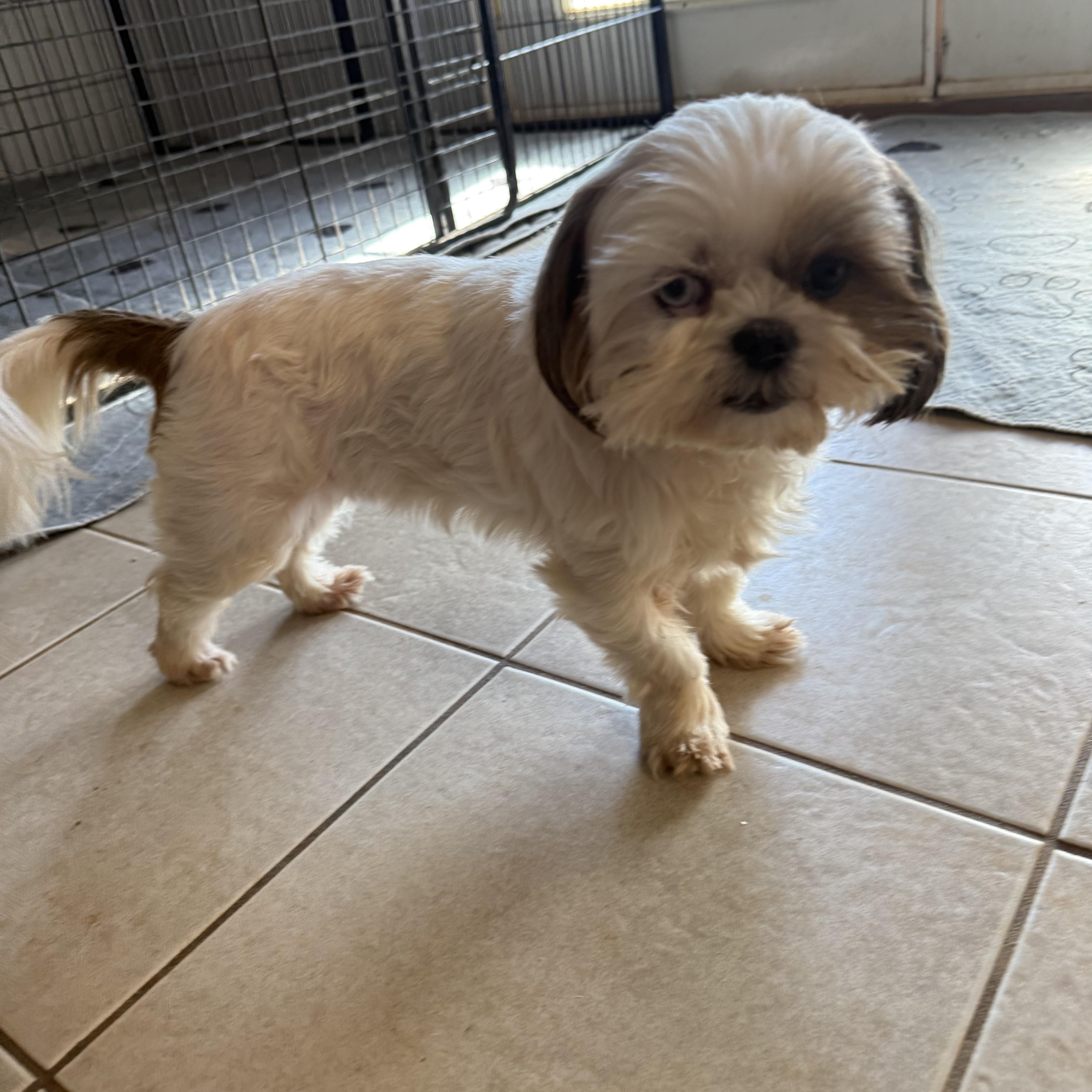 Enlarge Sequin, a ADOPTABLE Shih Tzu in Kings Mountain, NC image 2/6