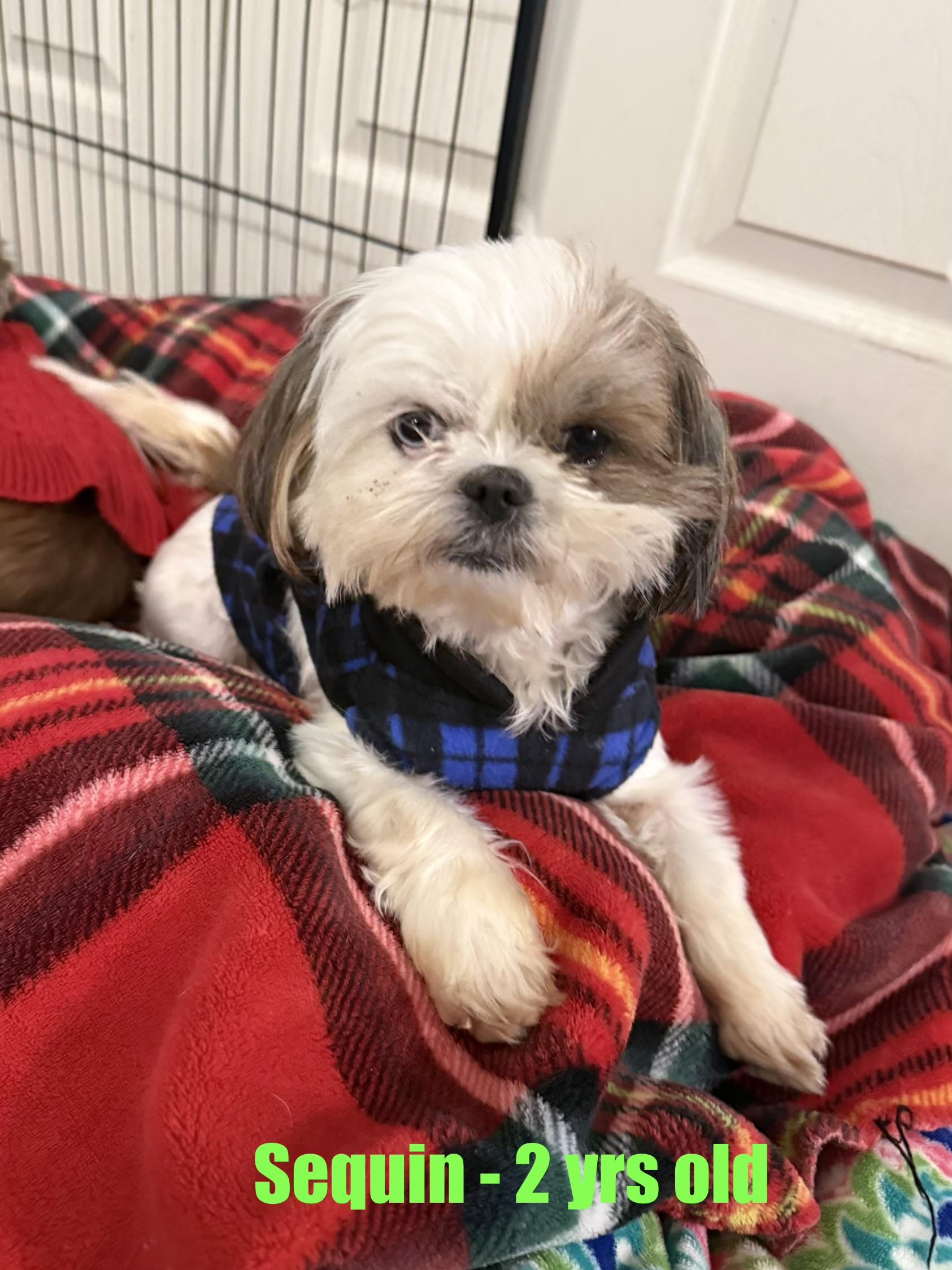 Enlarge Sequin, a ADOPTABLE Shih Tzu in Kings Mountain, NC image 1/6