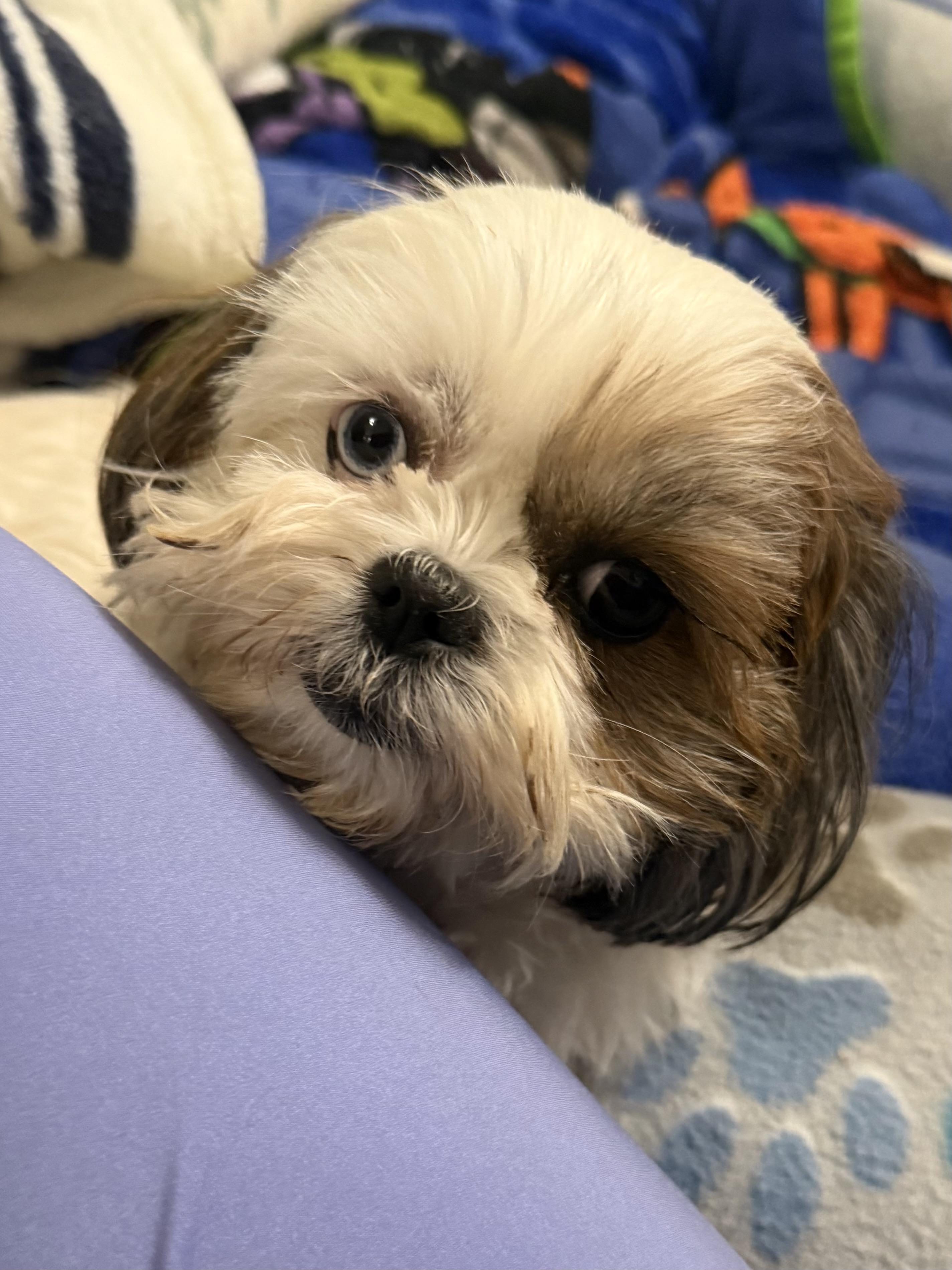 Enlarge Sequin, a ADOPTABLE Shih Tzu in Kings Mountain, NC image 4/6