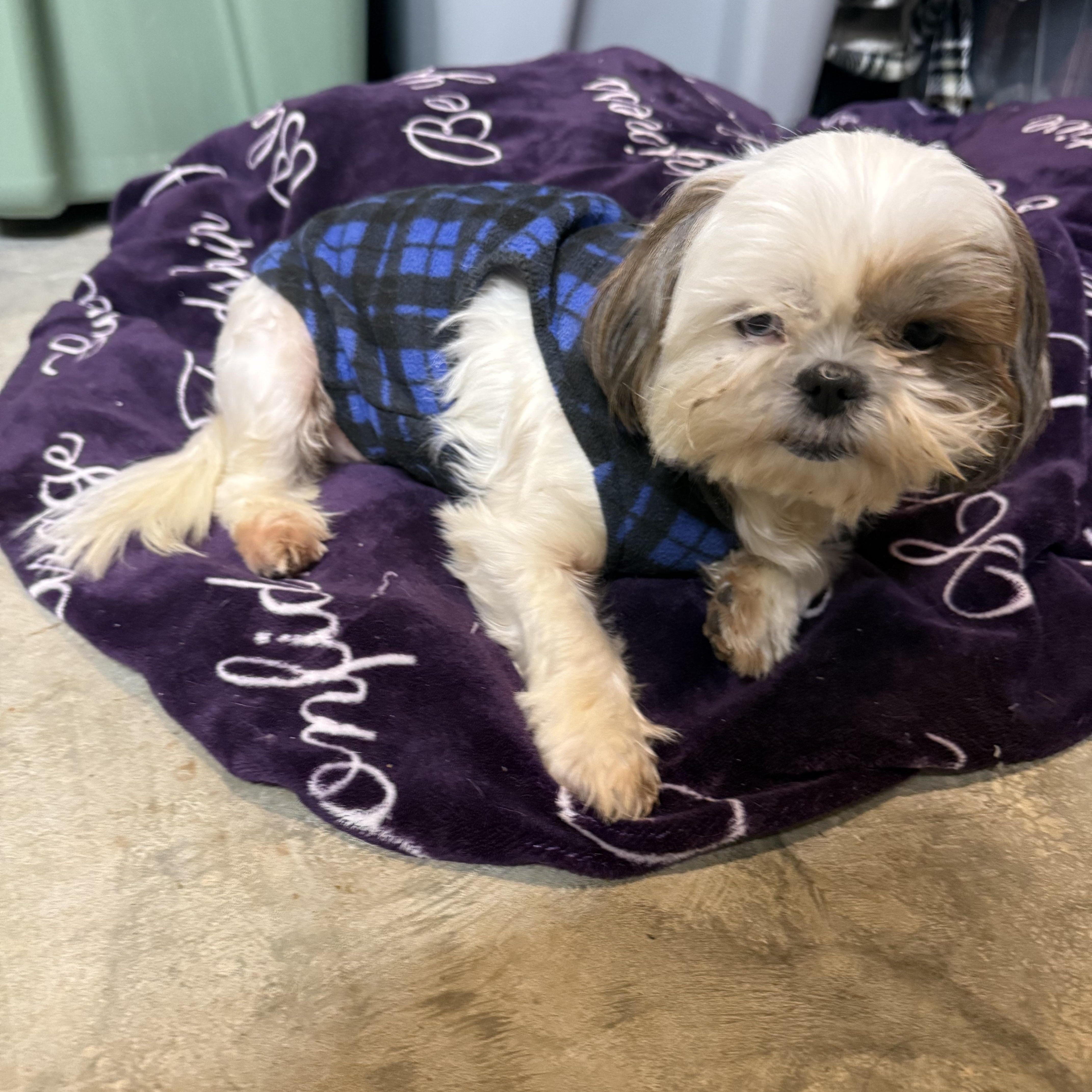 Enlarge Sequin, a ADOPTABLE Shih Tzu in Kings Mountain, NC image 6/6