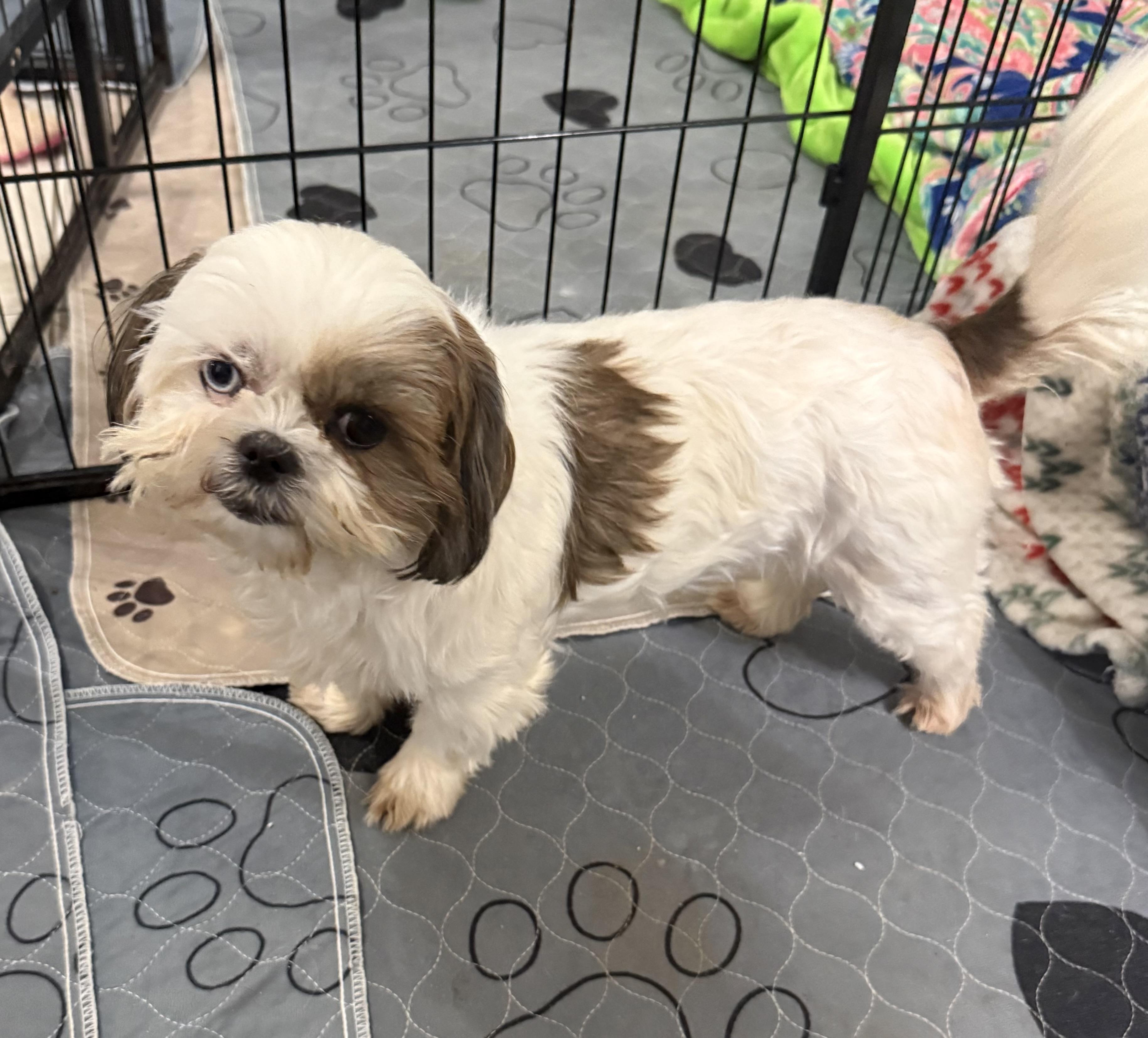 Enlarge Sequin, a ADOPTABLE Shih Tzu in Kings Mountain, NC image 3/6