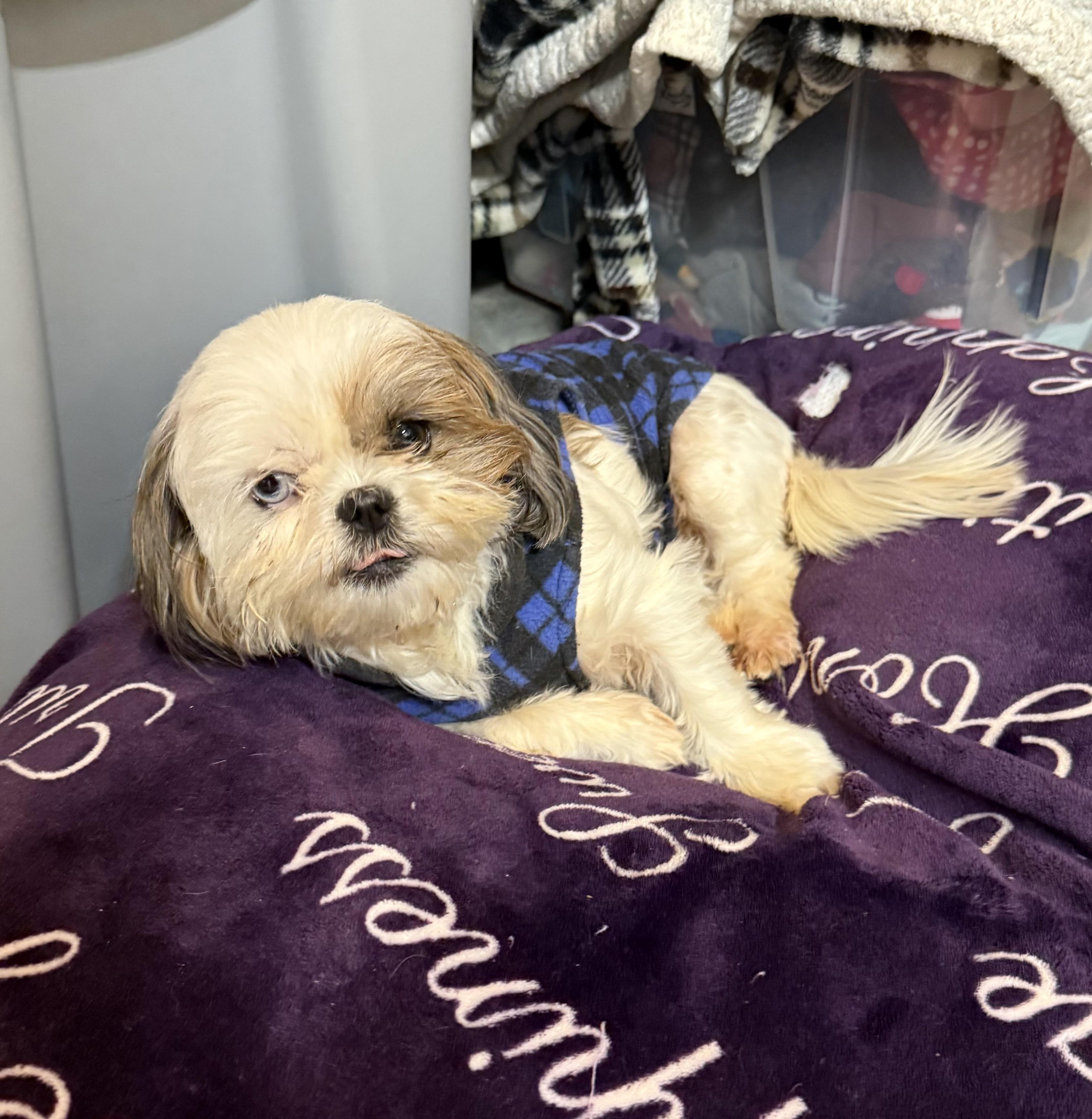 Enlarge Sequin, a ADOPTABLE Shih Tzu in Kings Mountain, NC image 5/6