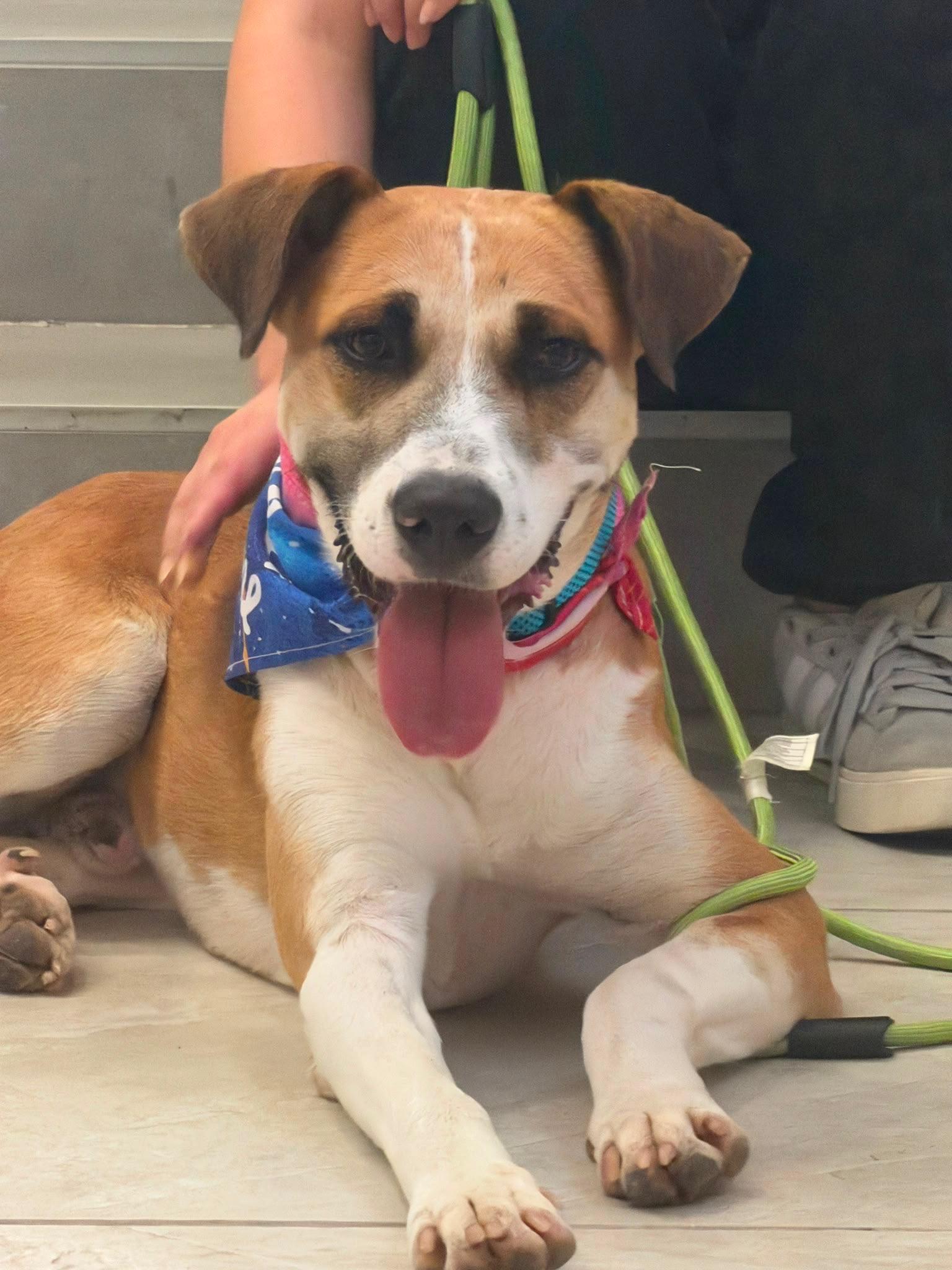 Enlarge Louis - The Big Playful Lovebug, a Adoptable mixed breed in LOS ANGELES, CA image 3/6