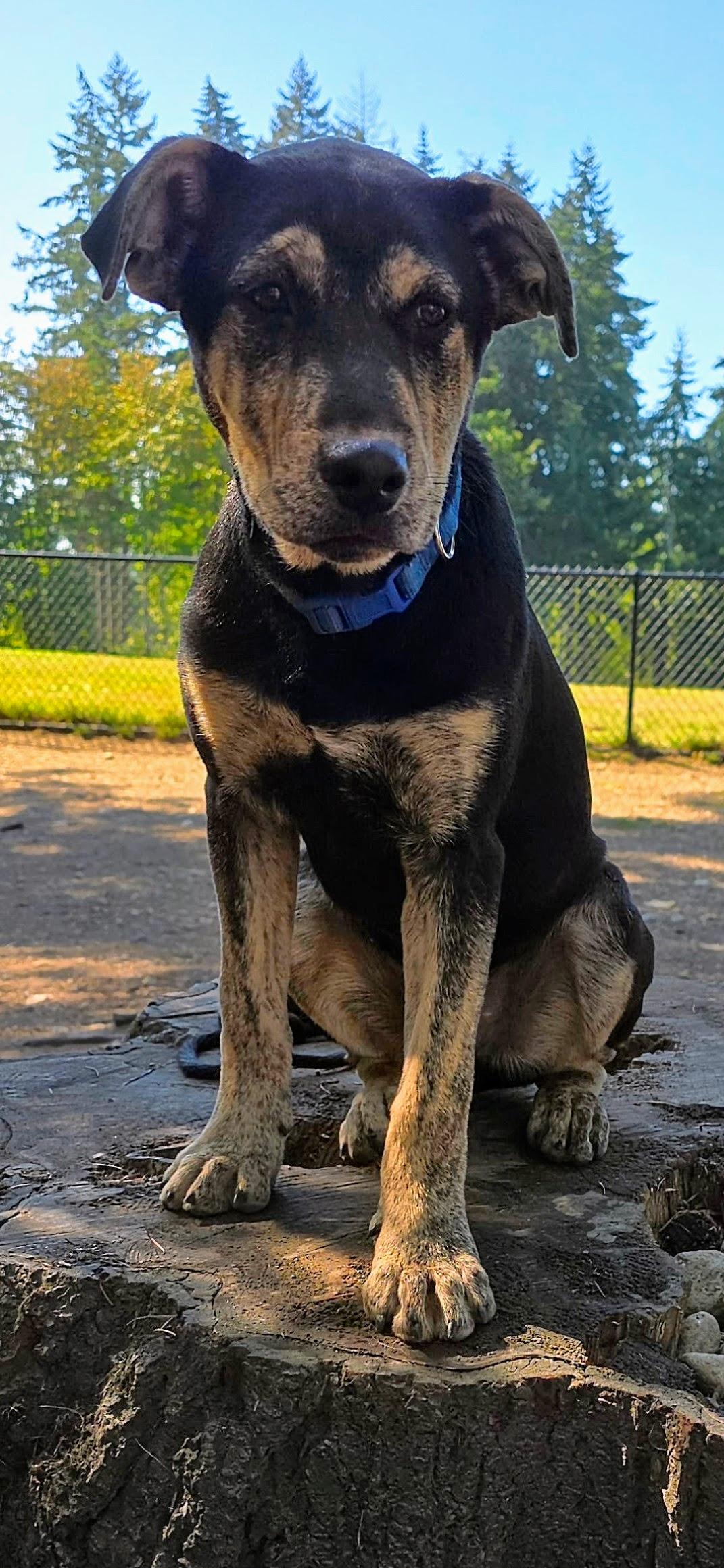 Enlarge Roo, a Adoptable Dutch Shepherd in Tacoma, WA image 6/6