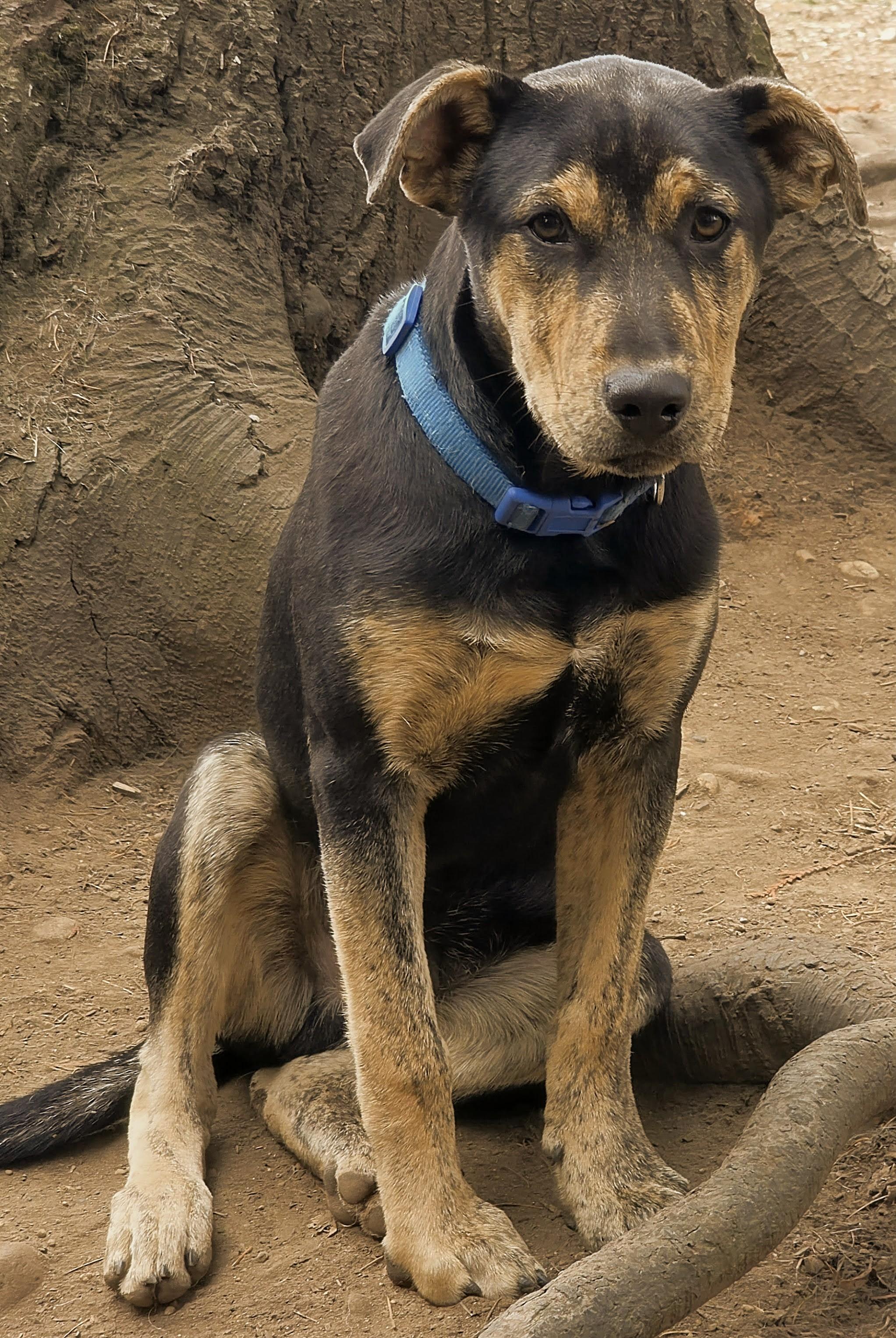 Enlarge Roo, a Adoptable Dutch Shepherd in Tacoma, WA image 2/6