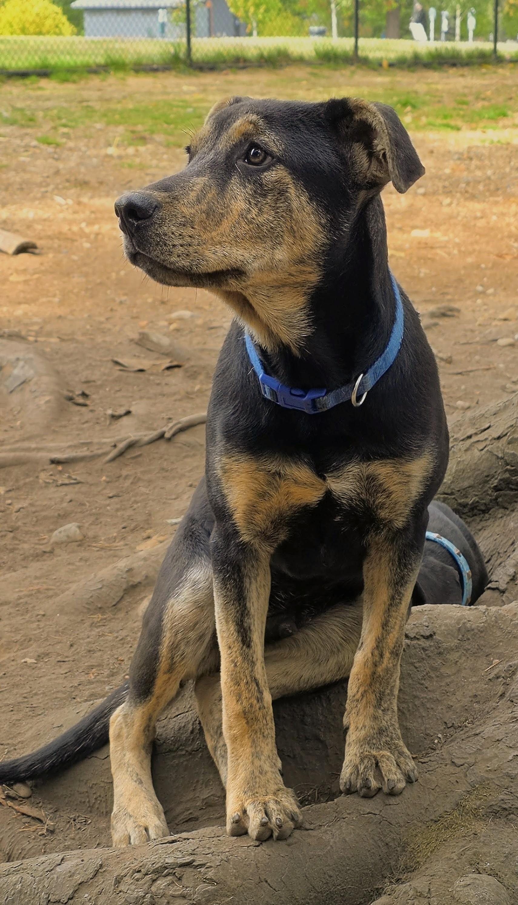 Enlarge Roo, a Adoptable Dutch Shepherd in Tacoma, WA image 1/6