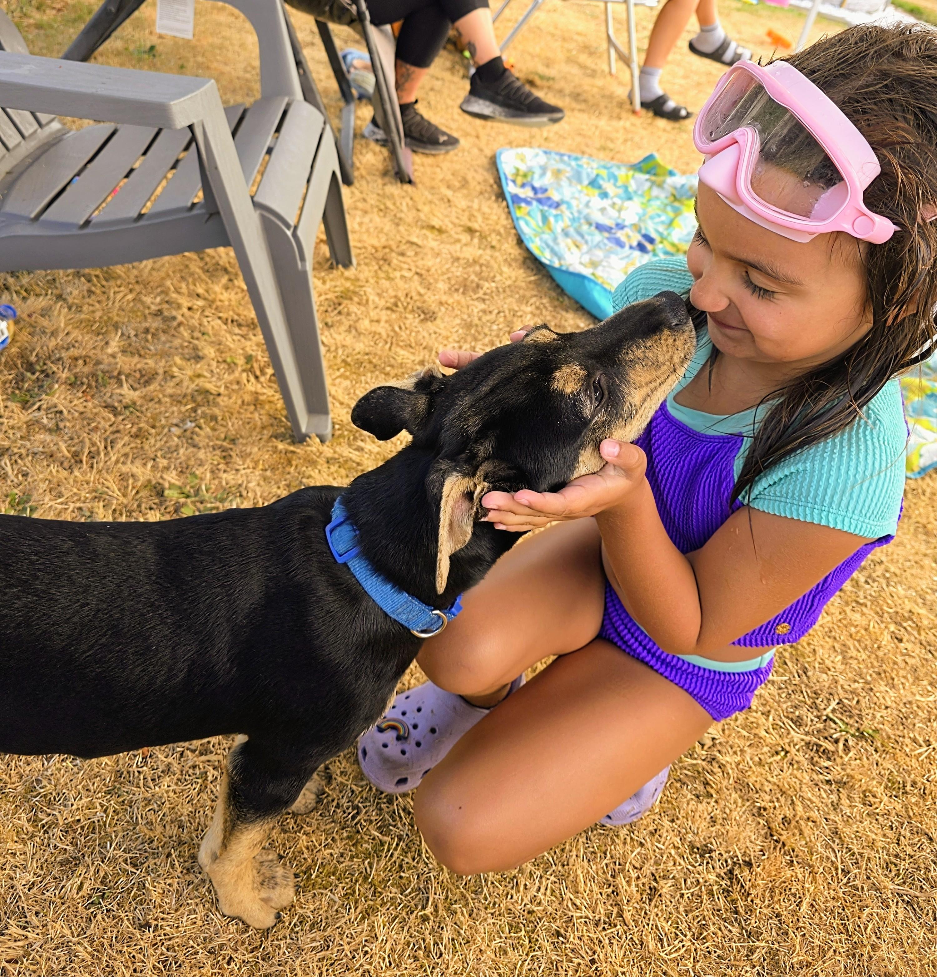 Enlarge Roo, a Adoptable Dutch Shepherd in Tacoma, WA image 3/6