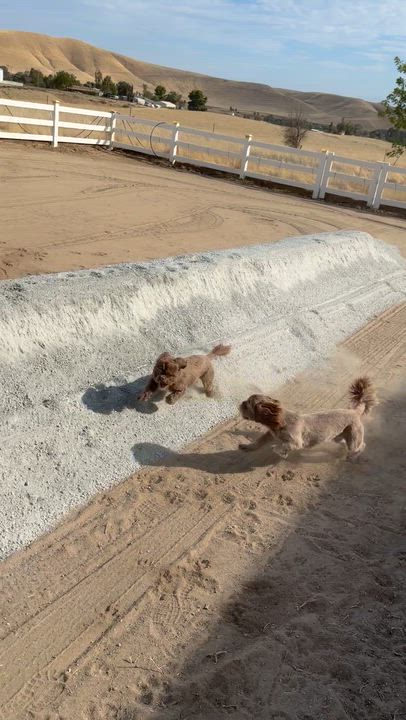 Enlarge Rosie, a ADOPTABLE Shih Tzu in Bakersfield, CA video 2/6