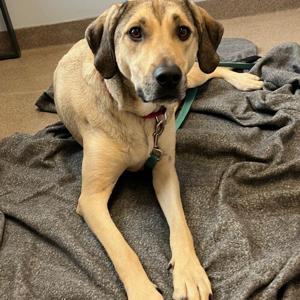 Bellamy, a Adoptable mixed breed in South Elgin, IL image 1/6