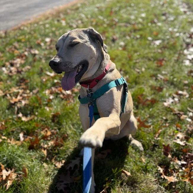 Bellamy, Adoptable, Adult Female Catahoula Leopard Dog & Treeing Walker Coonhound.