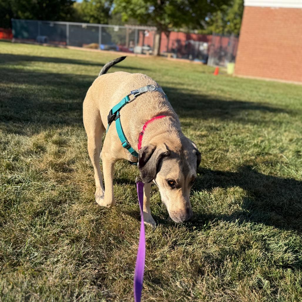 Bellamy, a Adoptable mixed breed in South Elgin, IL image 3/6