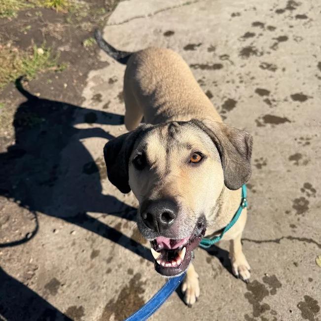 Bellamy, a Adoptable mixed breed in South Elgin, IL image 4/6