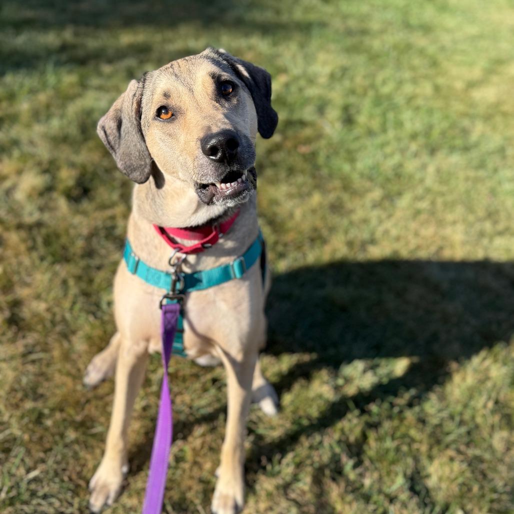 Bellamy, a Adoptable mixed breed in South Elgin, IL image 5/6