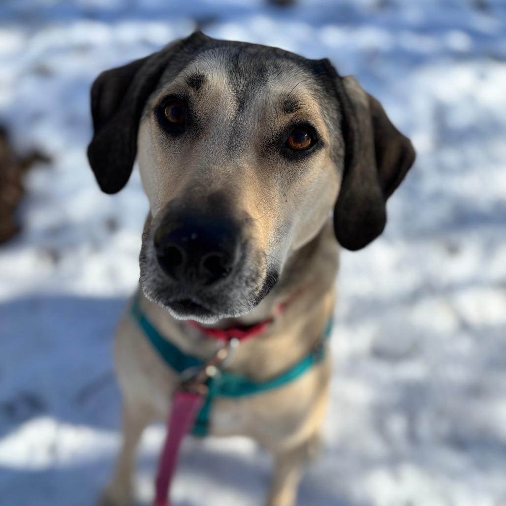 Bellamy, a Adoptable mixed breed in South Elgin, IL image 5/6