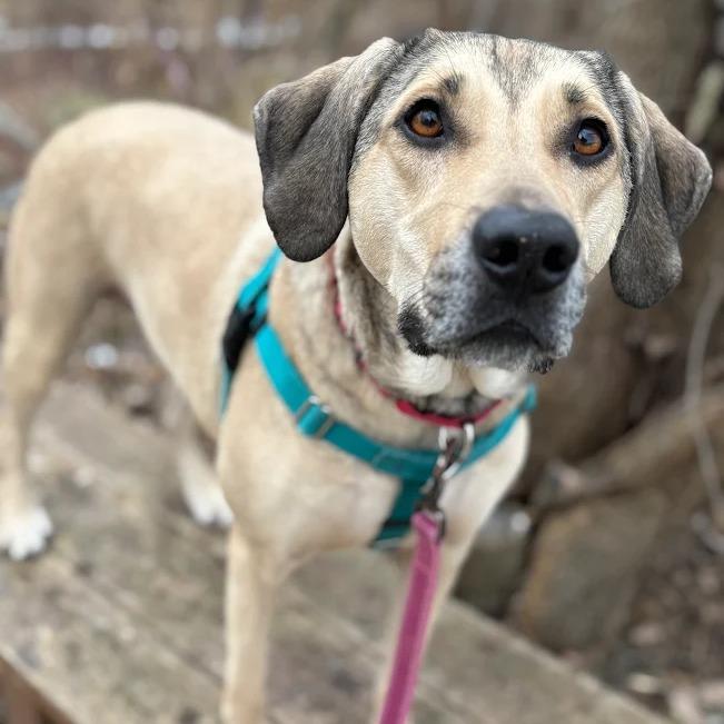 Enlarge Bellamy, a Adoptable mixed breed in South Elgin, IL image 5/6