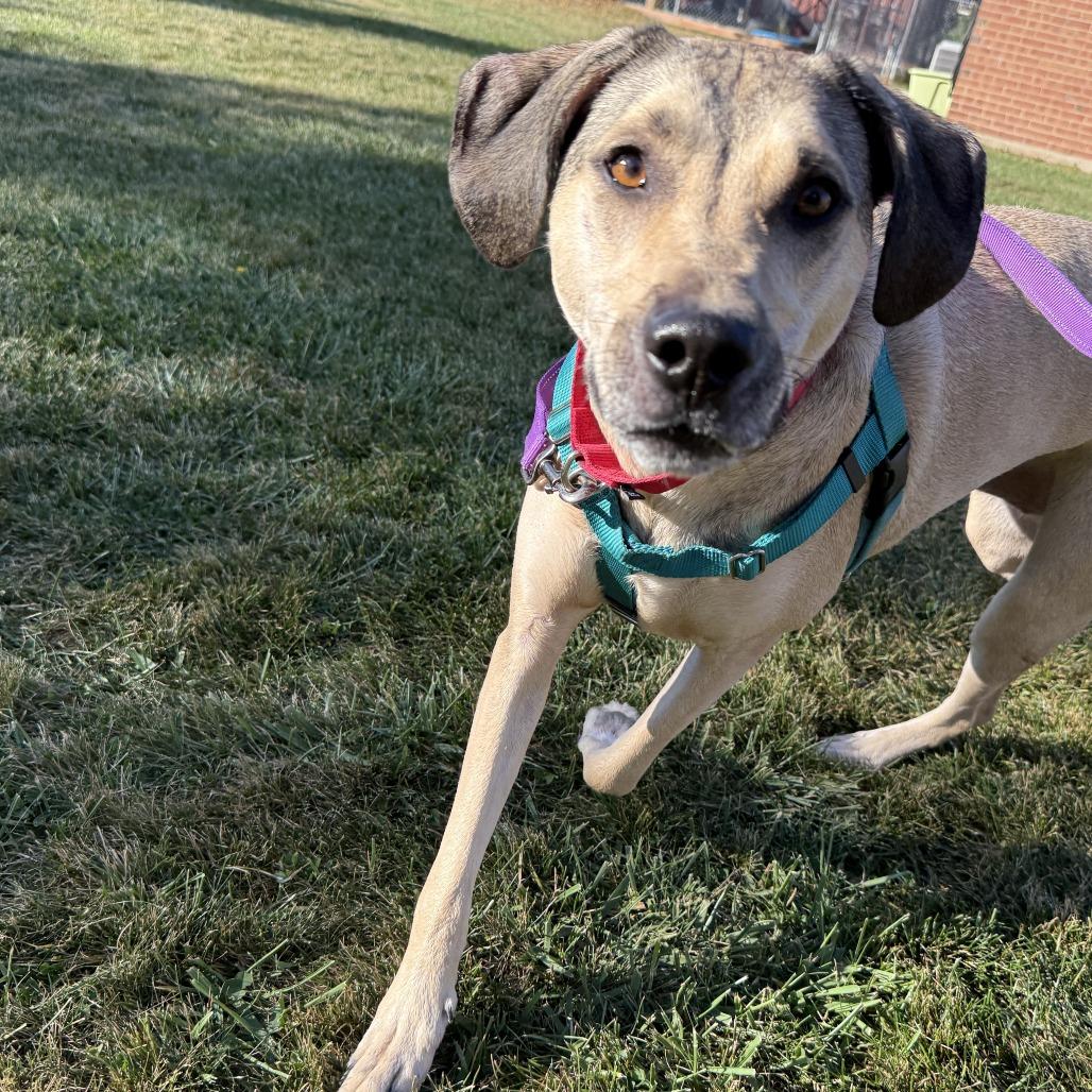 Bellamy, a Adoptable mixed breed in South Elgin, IL image 6/6