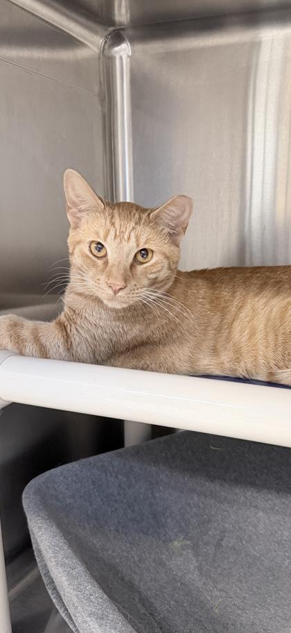 Enlarge Reuben, a Adoptable mixed breed in Venice, FL image 1/2
