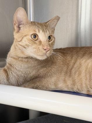 Enlarge Reuben, a Adoptable mixed breed in Venice, FL image 2/2