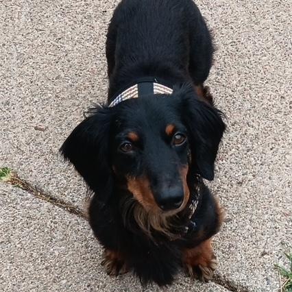 Michael Douglas, a Adoptable Dachshund (Long Haired) in Omaha, NE image 1/4