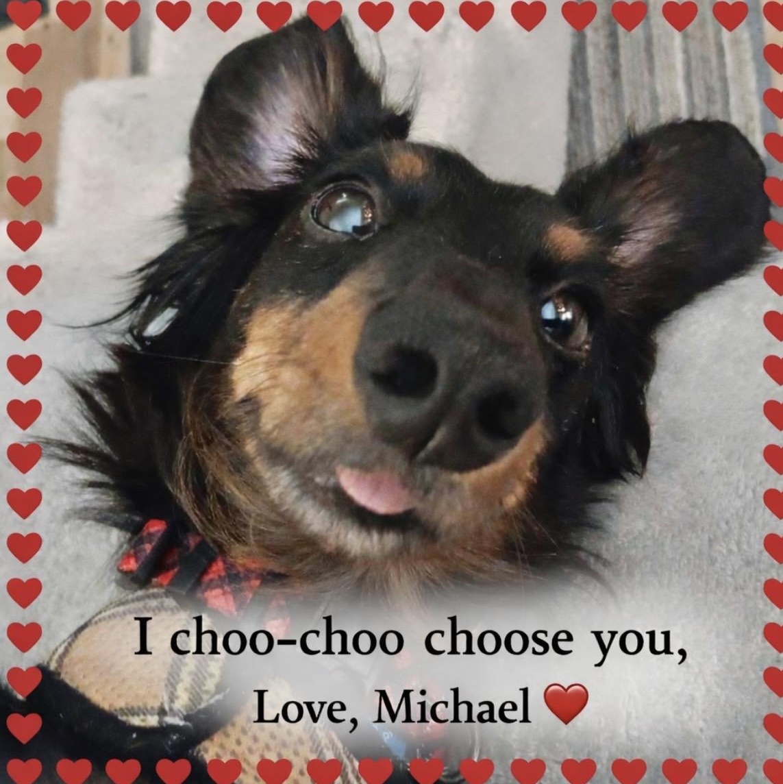 Enlarge Michael Douglas, a Adoptable Dachshund (Long Haired) in Omaha, NE image 5/5
