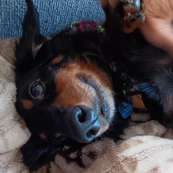 Michael Douglas, a Adoptable Dachshund (Long Haired) in Omaha, NE image 2/4