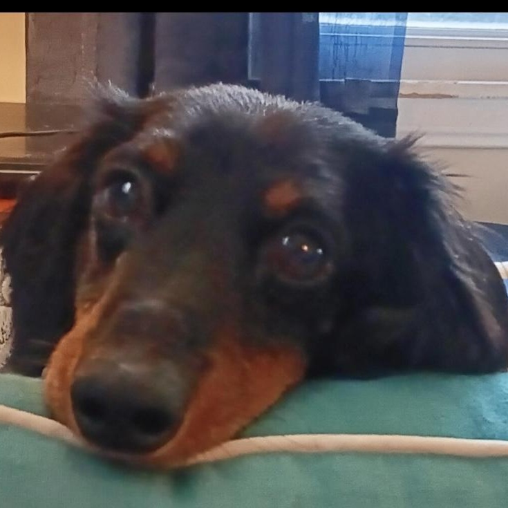 Michael Douglas, a Adoptable Dachshund (Long Haired) in Omaha, NE image 3/4