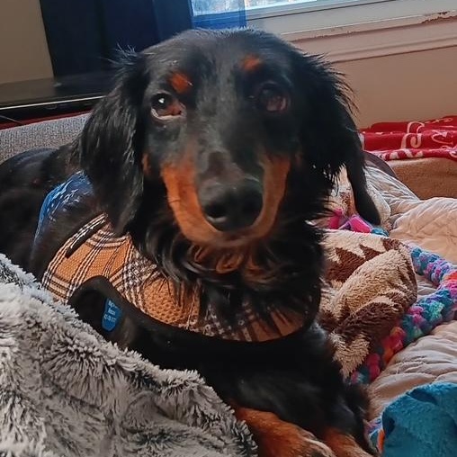 Michael Douglas, a Adoptable Dachshund (Long Haired) in Omaha, NE image 4/4