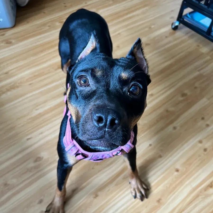 Enlarge Aliza, a ADOPTABLE mixed breed in Polk, OH image 4/4