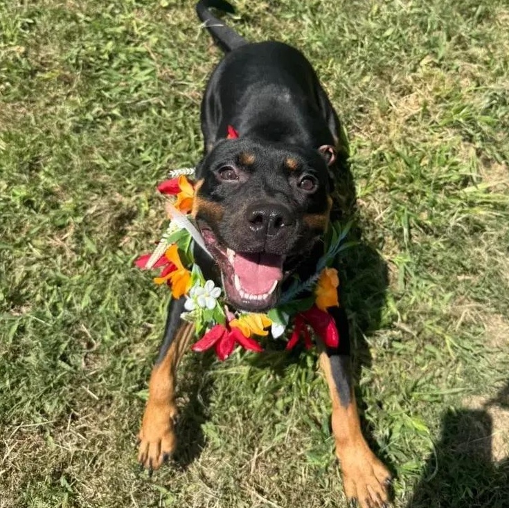 Aliza, ADOPTABLE, Young Female American Bully & Rottweiler.