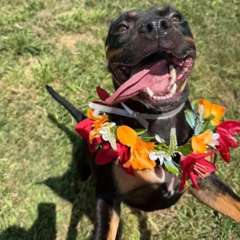 Enlarge Aliza, a ADOPTABLE mixed breed in Polk, OH image 3/4