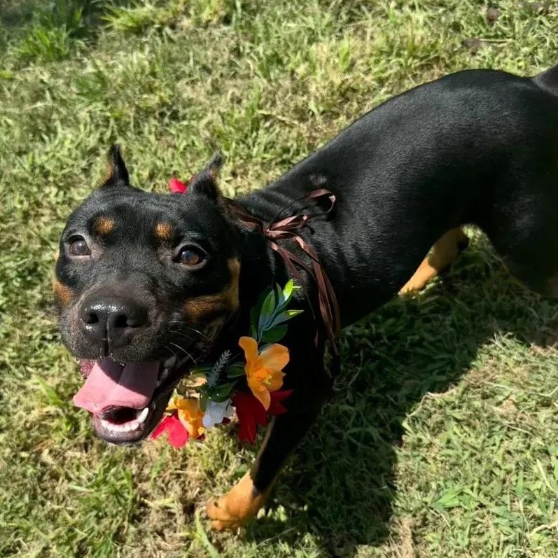 Enlarge Aliza, a ADOPTABLE mixed breed in Polk, OH image 2/4