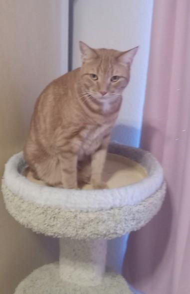 Enlarge Tiger, a Adopted Domestic Short Hair in Chandler, AZ image 1/1