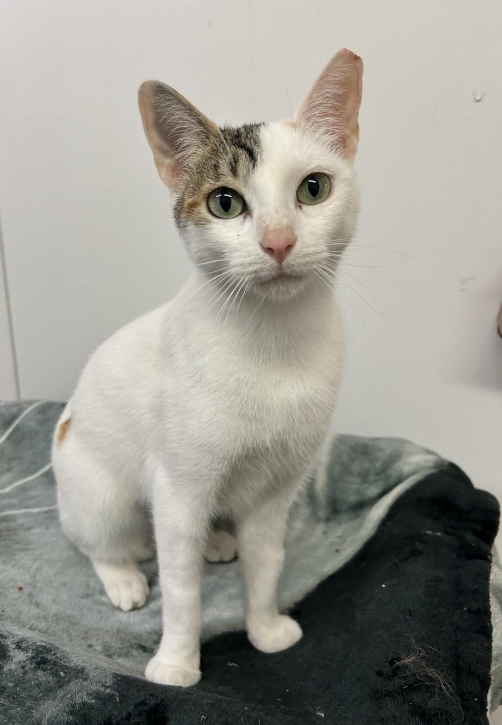 Cabbage Patch, adopted, Young Female Domestic Short Hair & Calico.