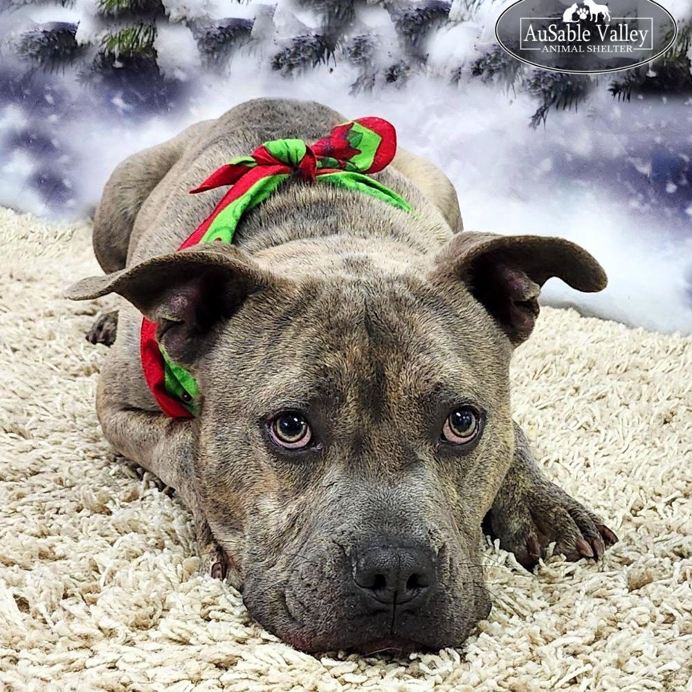 Raffie, a Adoptable Mixed Breed in Grayling, MI image 1/6