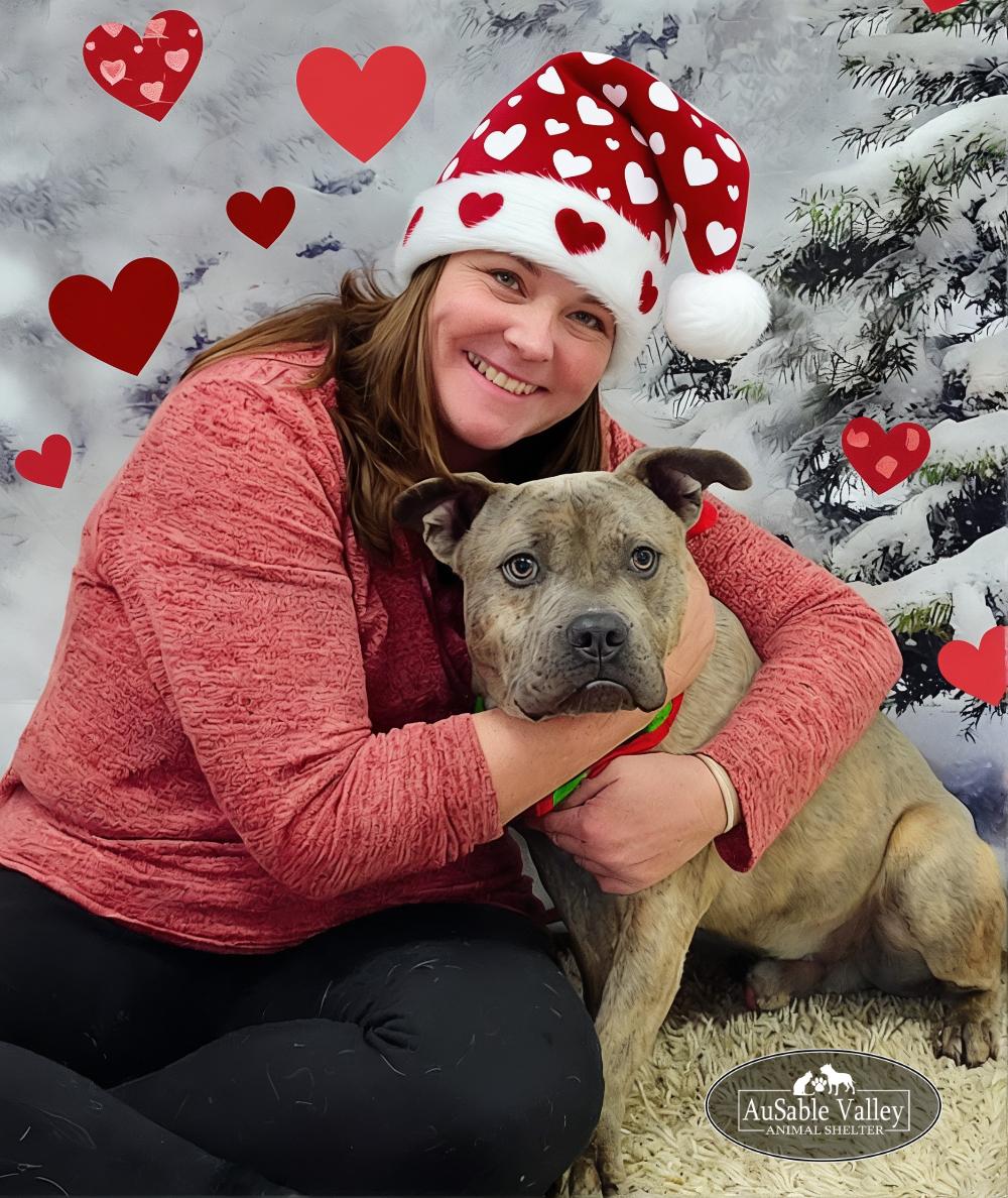 Raffie, Adoptable, Adult Male Mixed Breed.