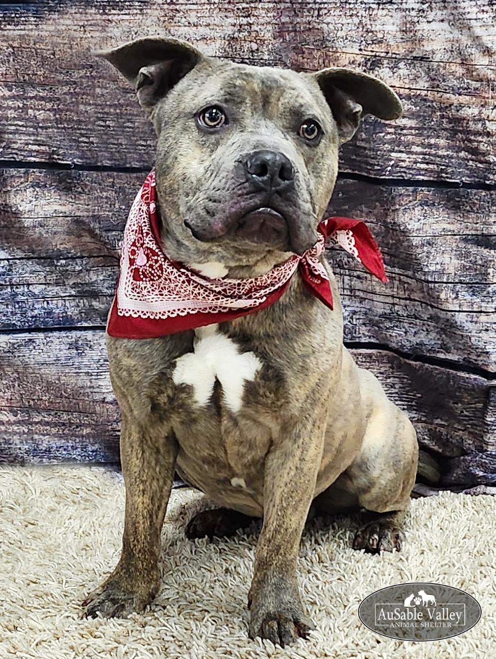 Raffie, Adoptable, Adult Male Mixed Breed.