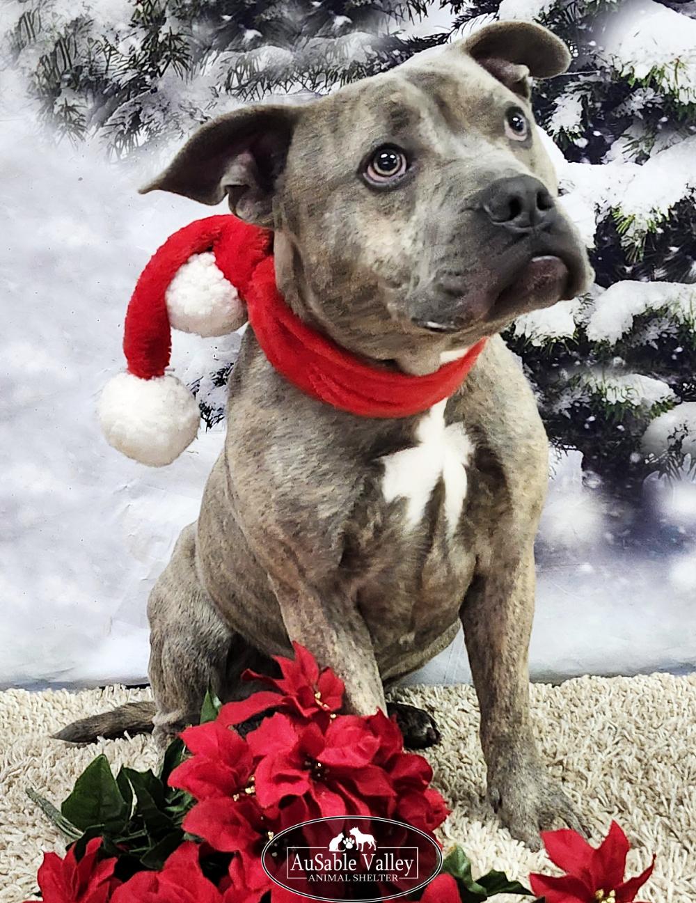 Raffie, a Adoptable Mixed Breed in Grayling, MI image 3/6