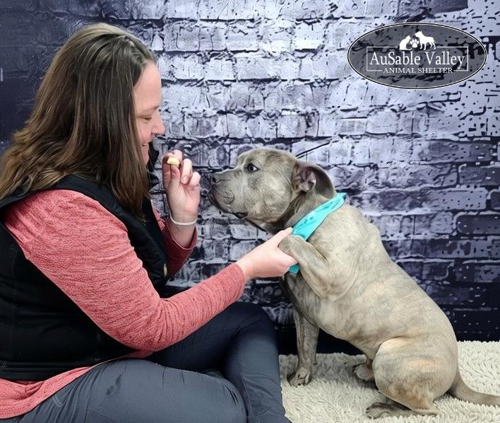 Raffie, a Adoptable Mixed Breed in Grayling, MI image 6/6