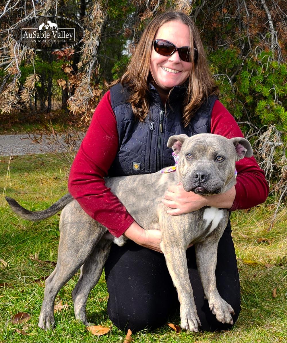 Raffie, Adoptable, Adult Male Mixed Breed.