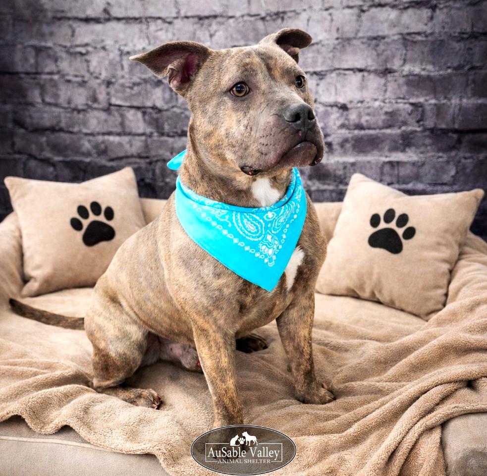 Raffie, a Adoptable Mixed Breed in Grayling, MI image 4/6