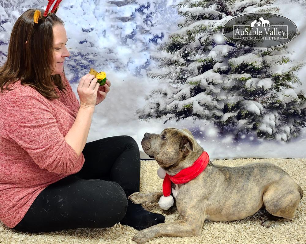 Raffie, a Adoptable Mixed Breed in Grayling, MI image 5/6