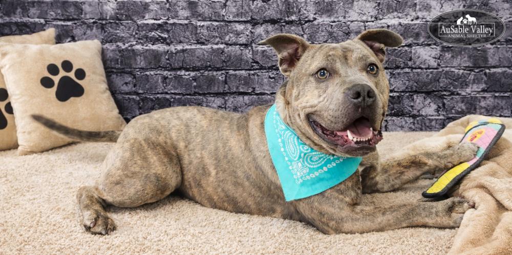 Raffie, a Adoptable Mixed Breed in Grayling, MI image 3/6